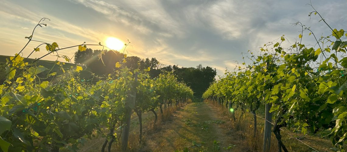 Cedar Ridge Vineyards at sunrise